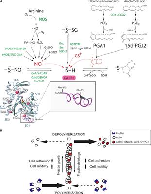 Frontiers | Nitric Oxide and Electrophilic Cyclopentenone